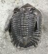 , Uncommon Greenops Trilobite - New York #55007-1